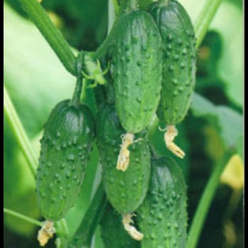 Родос F1 семена огурца пчелоопыляемого (GL Seeds)