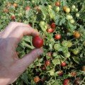Рубінь (Мініред) насіння помідора чері детермінантного (Semo)