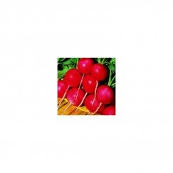 Сакса 2 новые семена редиса (Hortus)