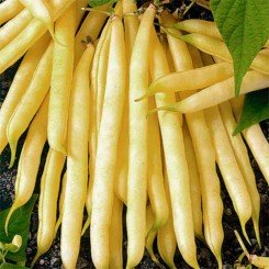 Сакса Золотые семена фасоли спаржевой (GL Seeds)