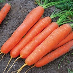 Сатурно F1 (2,0-2,25) семян моркови Нантес ультраранней 50-55 дн. (Clause)