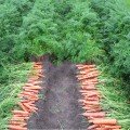 Сатурно F1 (2,0-2,25) насіння моркви Нантес ультраранньої 50-55 дн. (Clause)