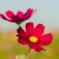 Сенсейшин Даззлер насіння космеї (Floragran)