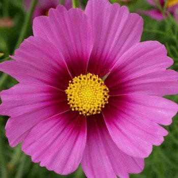 Сенсейшин Радианс семян космеи (Floragran)