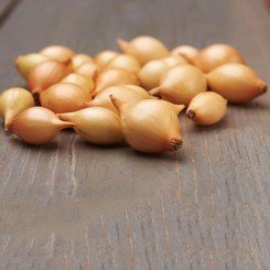 Сеншуй (10-21 мм) семян лука репчатого озимого (TOP Onion Sets)
