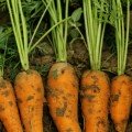 Шантане Курода насіння моркви Шантане ранньої 90-95 дн.15 см (Innova Seeds)