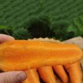 Шантане Курода насіння моркви Шантане ранньої 90-95 дн.15 см (Innova Seeds)