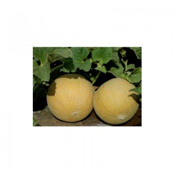 Симбол F1 семена дыни (Enza Zaden)