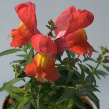 Снеппі F1 помаранчевий (orange) насіння антіррінума карликового (Hem Genetics)