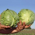 Соларис F1 семена капусты белокочанной (Lucky Seed)