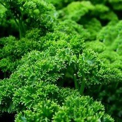 Сомбре семян петрушки вьющейся (Agri Saaten)