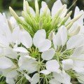 Спарклер біла насіння клеоми (Syngenta)