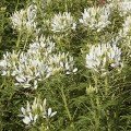 Спарклер біла насіння клеоми (Syngenta)