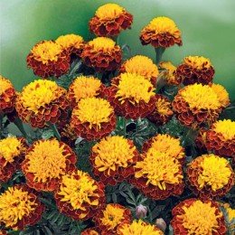 Спрей Петит семян бархатцев (GL Seeds)