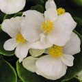 Спринт Плюс F1 біла (white) насіння бегонії (Benary)