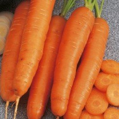 ST N491 семена моркови Нантес поздней 125-130 дн. (Soto Seeds)