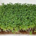 Стартовий (3 урожаї) набір для вирощування мікрозелених (Agrocity)