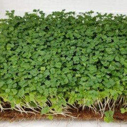 Стартовый (3 урожая) набор для выращивания микрозеленых (Agrocity)