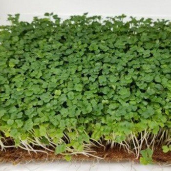 Стартовий (3 урожаї) набір для вирощування мікрозелених (Agrocity)