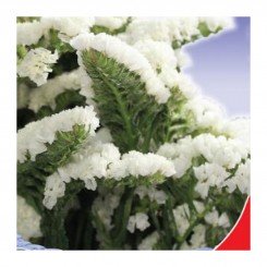Супрем Уайт (белая) семена статике (GL Seeds)