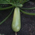 СВ 2987 YL F1 (SV 2987 YL F1) насіння кабачка (Seminis)