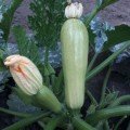 СВ 2987 YL F1 (SV 2987 YL F1) насіння кабачка (Seminis)