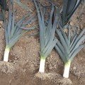 Титус насіння цибулі порей (Moravoseed)