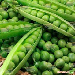 Вальвердые семена гороха (Syngenta)