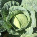 Вермонт F1 насіння капусти білокачанної (Lark Seeds)