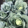 Вермонт F1 насіння капусти білокачанної (Lark Seeds)