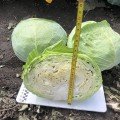 Вермонт F1 насіння капусти білокачанної (Lark Seeds)