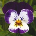 Пенні F1 міккі насіння віоли (Syngenta)