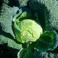Виротоба F1 семена капусты савойской (Syngenta)