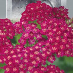 Вишневая королева семян тысячелистника (ахиллеи) (Seedera)
