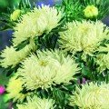 Ювель желтая (Yellow) семена астры игольчатой (Satimex)