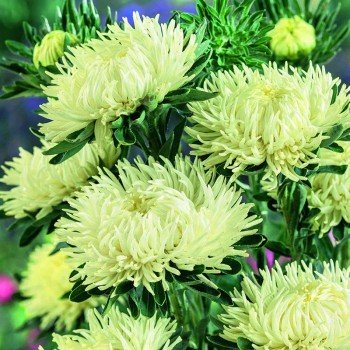 Ювель желтая (Yellow) семена астры игольчатой (Satimex)
