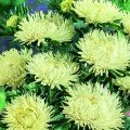 Ювель желтая (Yellow) семена астры игольчатой (Satimex)