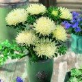 Ювель желтая (Yellow) семена астры игольчатой (Satimex)