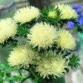 Ювель желтая (Yellow) семена астры игольчатой (Satimex)