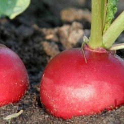 Зимние красные семена редьки (Satimex)