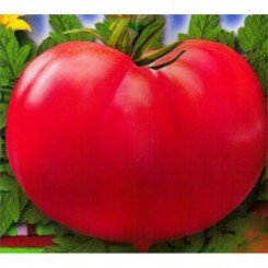 Зінуля-2 насіння помідора детермінантного (GL Seeds)