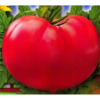 Зинуля-2 семена помидора детерминантного (GL Seeds)