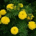 Золотий вік насіння чорнобривців (Floragran)