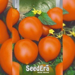 Золото Іліни насіння помідора індетермінантного (Seedera)