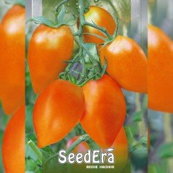 Золотий Кенігсберг насіння помідора індетермінантного (Seedera)
