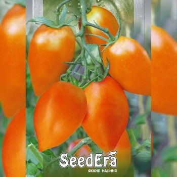 Золотой Кенигсберг семена помидора индетерминантного (Seedera)