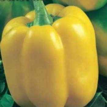 Золотой самородок семян сладкого перца (GL Seeds)