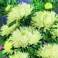 Ювель жовта (Yellow) насіння айстри голчастої (Satimex)