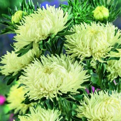 Ювель желтая (Yellow) семена астры игольчатой (Satimex)