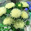 Ювель жовта (Yellow) насіння айстри голчастої (Satimex)